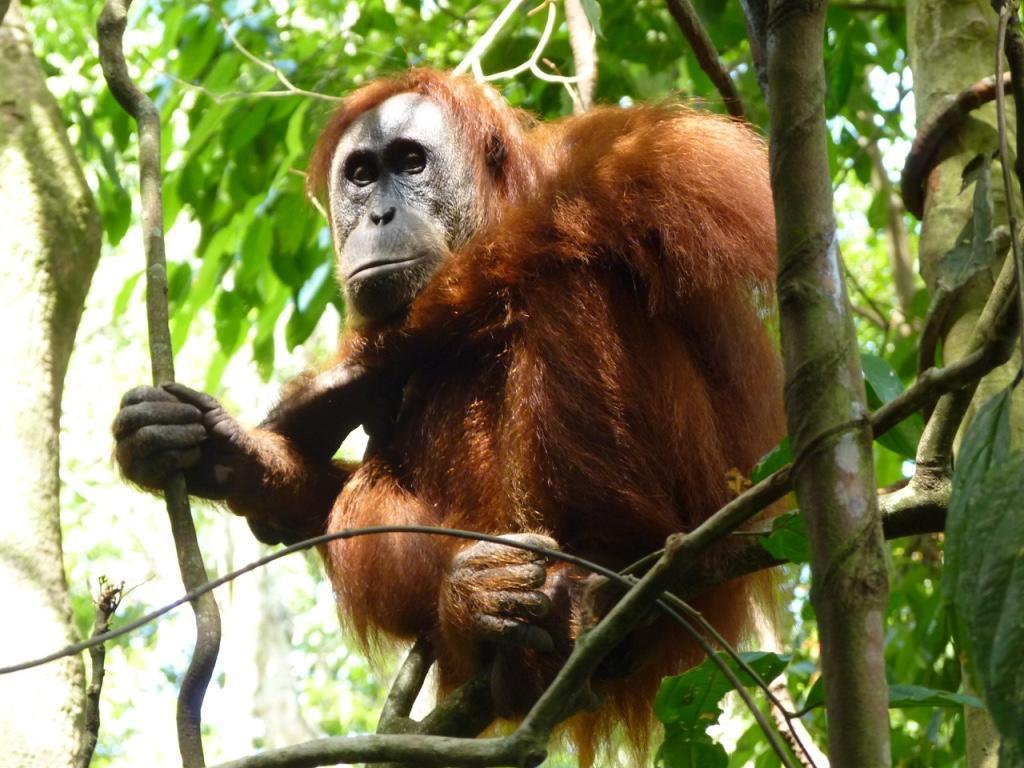 Villa Paradise Bukit Lawang Luaran gambar